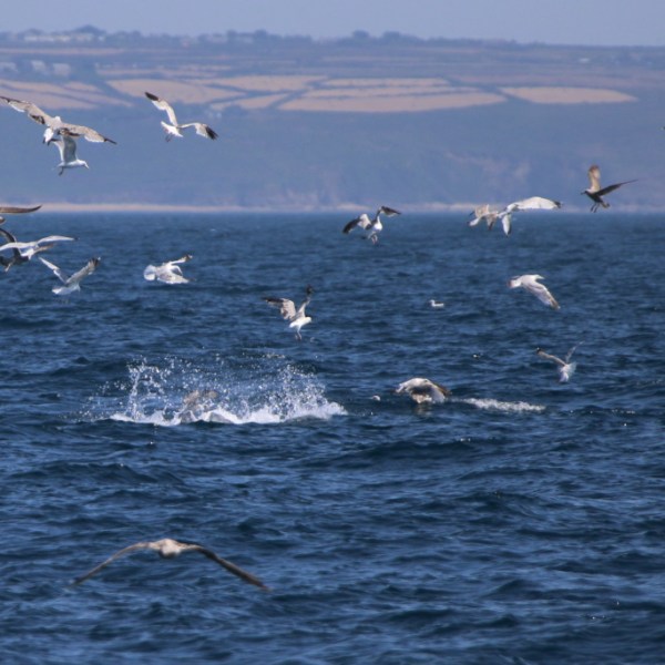 Seagulls flying over ocean near coastline with distant hills.
