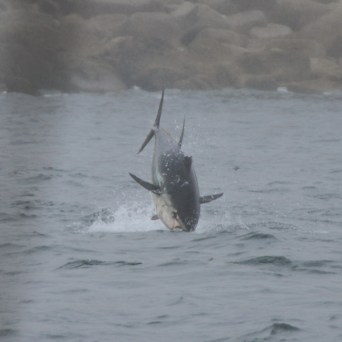 Fish leaping out of the water near rocky shore.
