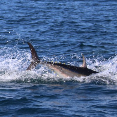 Fish leaping out of ocean water with splashes around.
