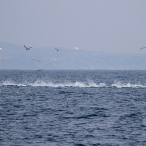 Ocean view with birds flying near distant hills.