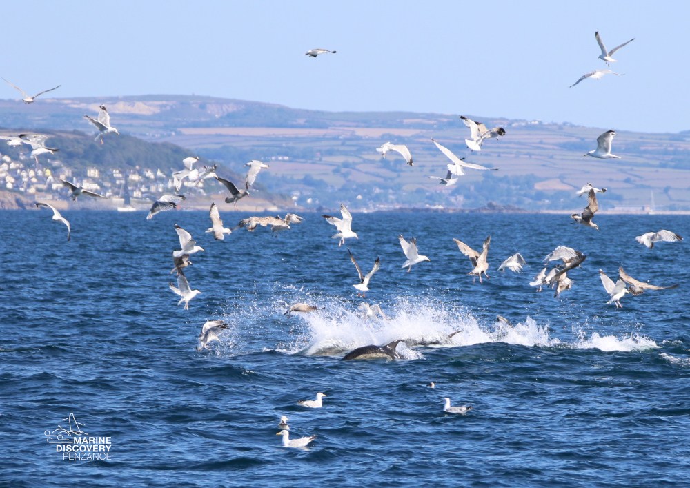 Seagulls flying over dolphins surfacing in the sea near a distant coastline.