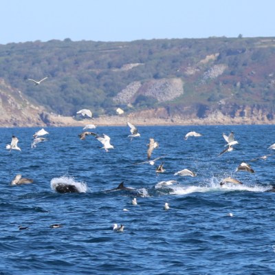 Seabirds flying over dolphins swimming near a rocky coastline.