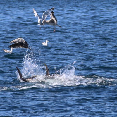 Tuna surfacing in ocean with seagulls flying nearby.