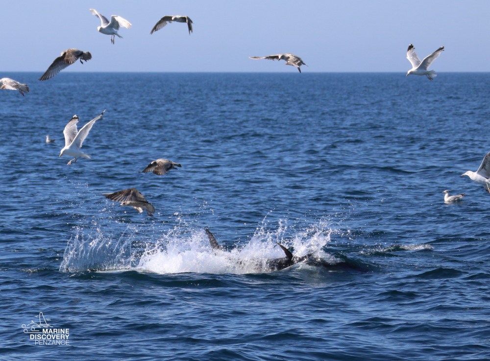 Seagulls flying over splashing water in the ocean.