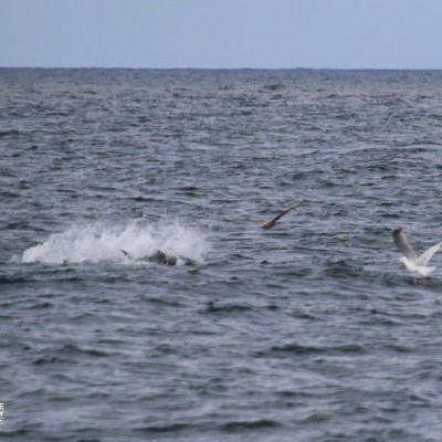 Seabirds flying over a wavy ocean surface with splashes.