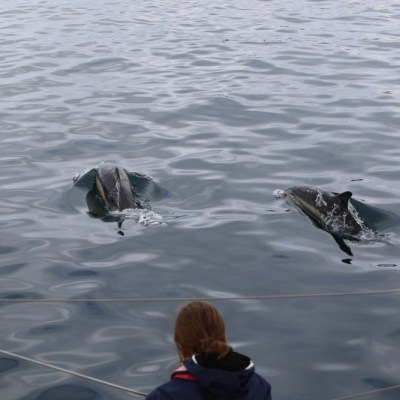 Two dolphins swimming near a boat in calm waters.