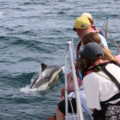 People on a boat watching a dolphin swimming nearby in the ocean.