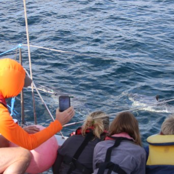 People on a boat photographing a sunfish in the ocean.