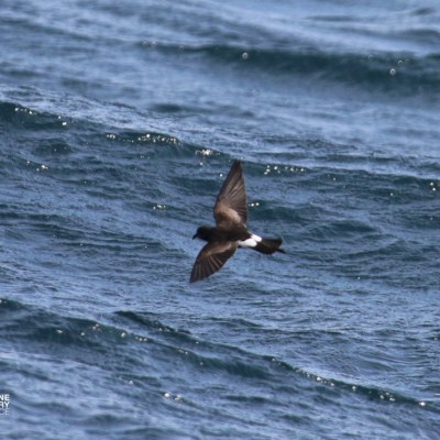 Bird flying over ocean waves during daytime.