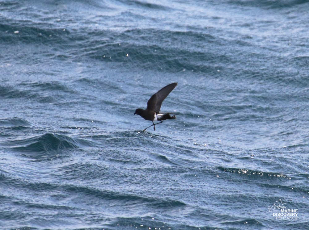 Bird flying low over ocean waves on a windy day.
