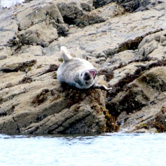 Seal lying on rocky shore with mouth open, surrounded by seaweed.