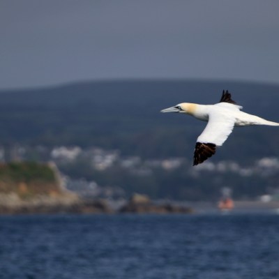 Seabird flying over water with distant coastline and hills.
