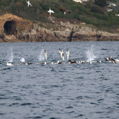 Flock of seabirds diving and splashing in the ocean near rocky shoreline.