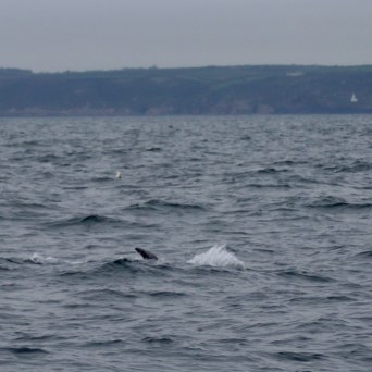 Dolphin fin in sea with distant shoreline and cloudy sky.
