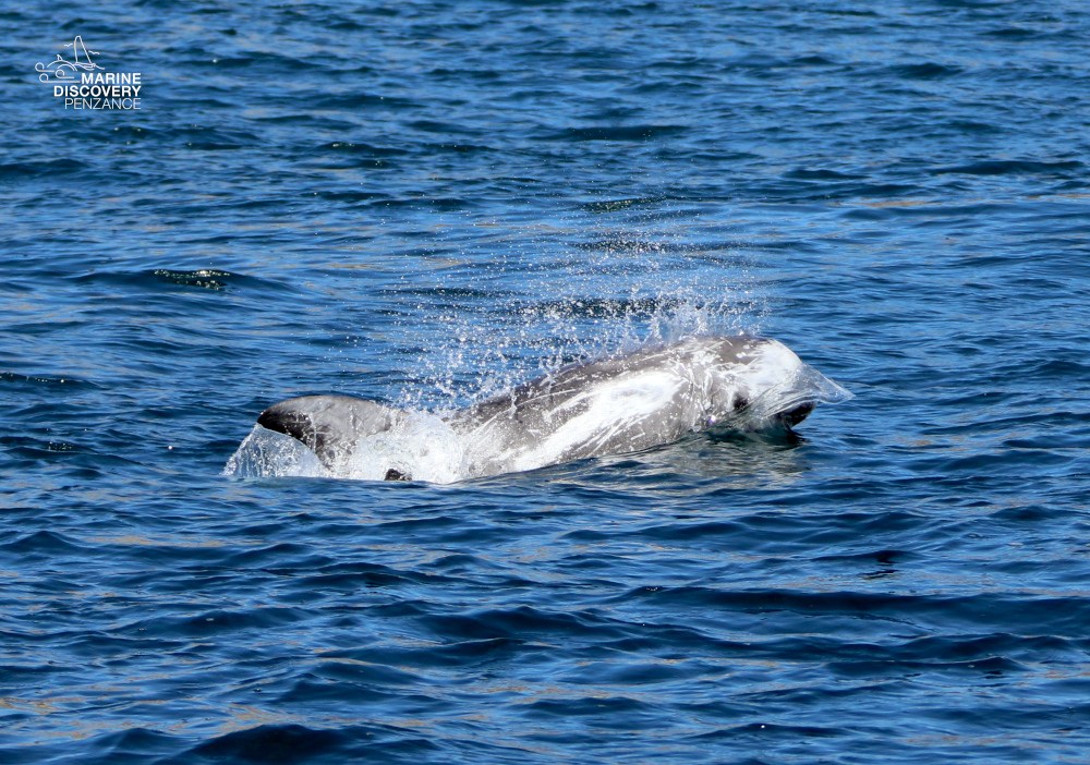 A dolphin surfacing in blue ocean water with splashes.