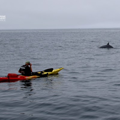 Person in kayak on ocean near a whale's dorsal fin.
