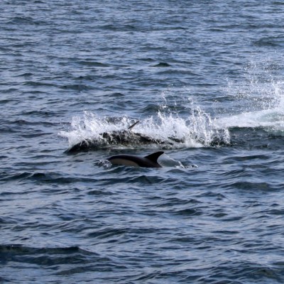 Dolphins swimming and splashing in the ocean.