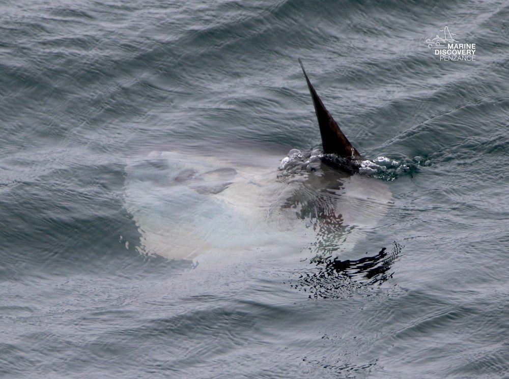 Large fish near water surface with fin visible.