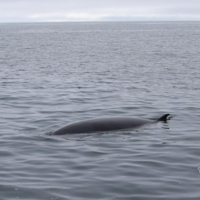 A whale's back and fin above calm ocean water.