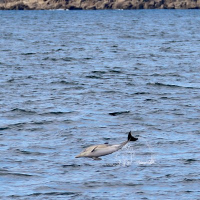 Dolphin jumping out of the ocean with rocky coastline in background.