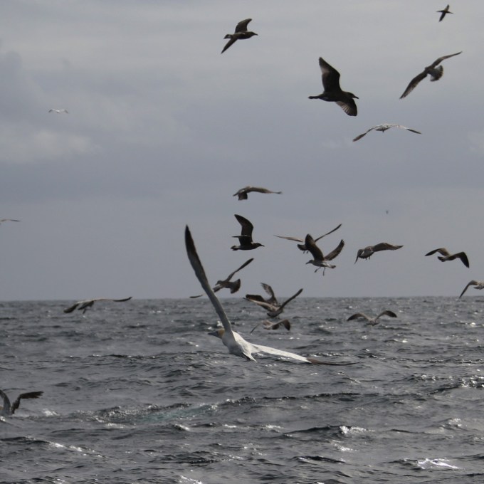 Seabirds flying over choppy ocean waves under a cloudy sky.