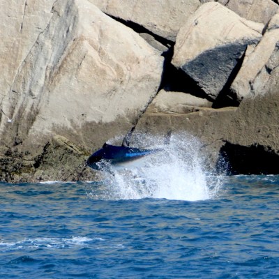 Fish jumping out of water near rocky shore.