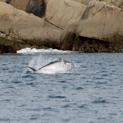 A large fish jumping out of the water near rocky cliffs.