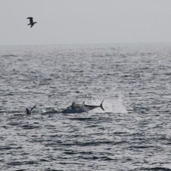 Seagulls flying over ocean waves with a jumping dolphin.