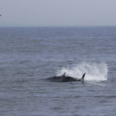 Dolphins surfacing with dorsal fins visible, surrounded by ocean, under a clear sky, with a bird flying above.