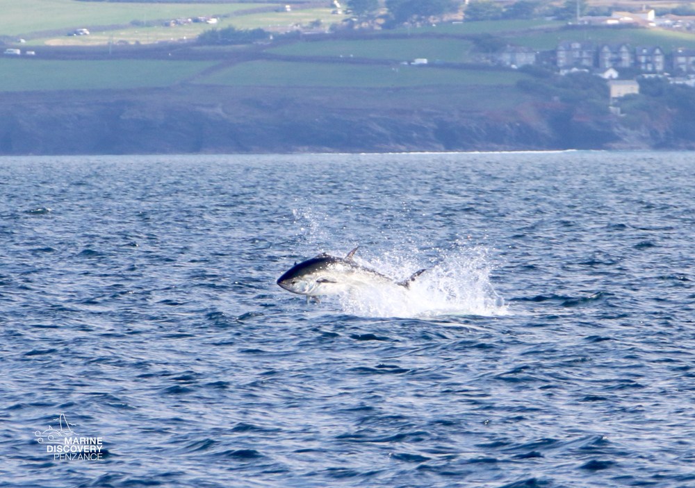 Fish leaping out of the water in a coastal area.
