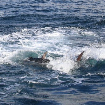 Bluefin tuna swimming through waves in the ocean.
