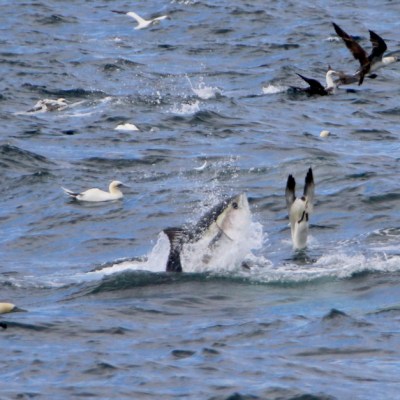 Birds and marine animals splashing in ocean waves.