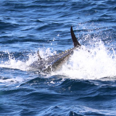 A tuna swimming through ocean waves with fin visible.