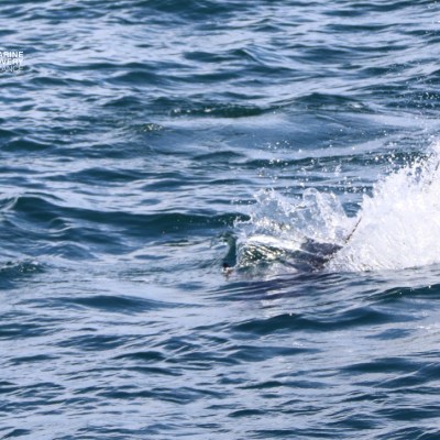 Dolphin partially visible in the ocean with splashing water.