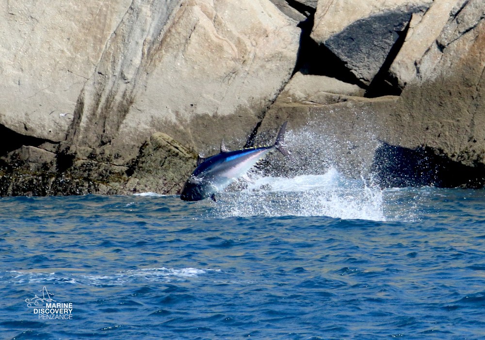 Large fish breaching water near rocky shore.