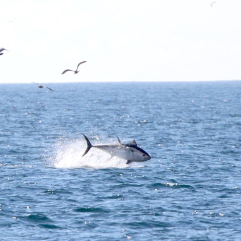 Fish leaping out of ocean with birds flying overhead.