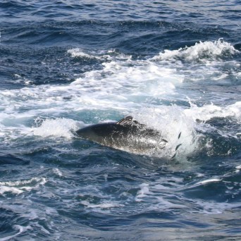 Tuna fin cutting through ocean waves, water splashing around.