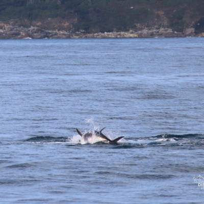 Fin of a tuna breaking the water's surface near a rocky shoreline.