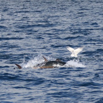 Tuna swimming with a seagull flying above in the ocean.