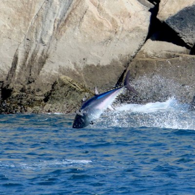 Fish leaping out of ocean near rocky shore.