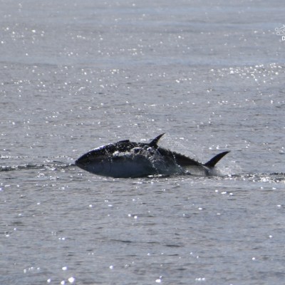 Tuna swimming with fin and body partially above water surface.