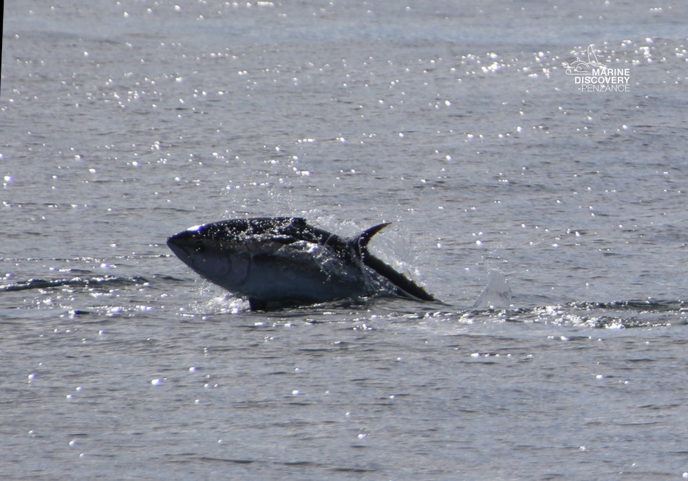 Tuna partially emerging from water's surface in sunlight.