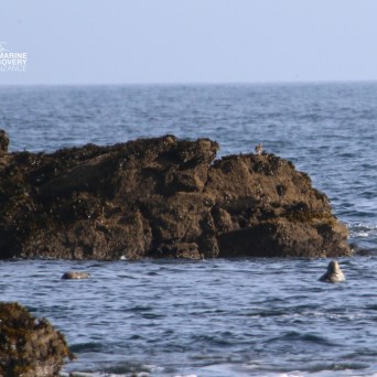 Seal in ocean near rocky outcrop with birds.