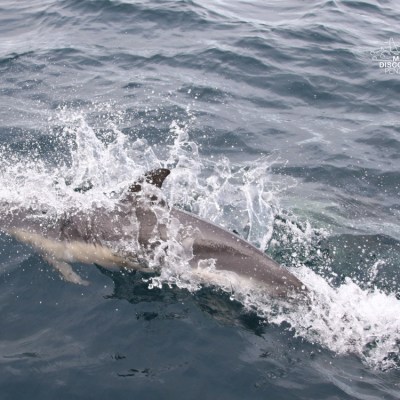 Dolphin swimming near surface with splashing water.