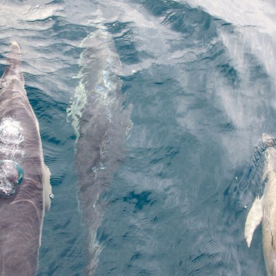 Three dolphins swimming near the ocean surface with visible reflections.
