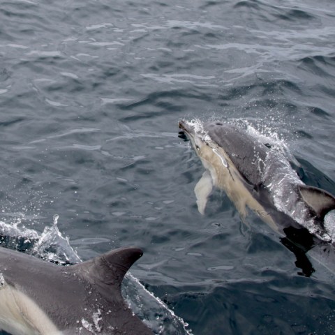 Two dolphins swimming near a boat in the ocean.