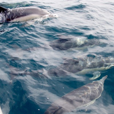 Group of dolphins swimming near a boat in the ocean.