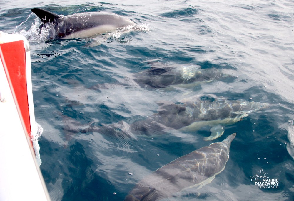 Dolphins swimming near a boat on the ocean surface.