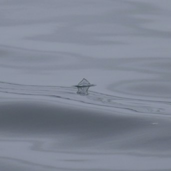 Jellyfish swimming underwater, visible near calm sea surface.