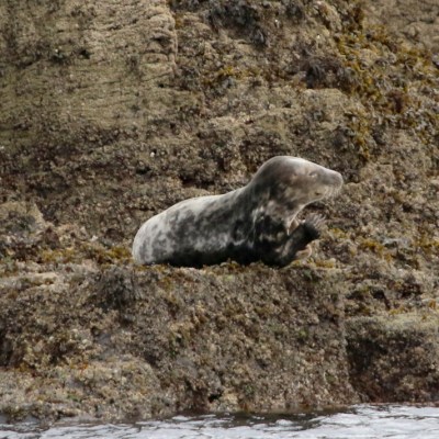 Seal resting on rocky shore near water with mossy texture.